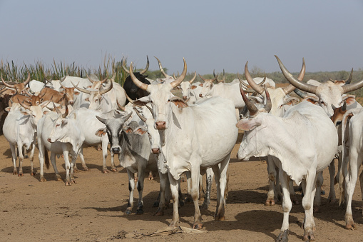 Zebu cow grazes on field in Senegal, Africa. Zebu (Bos indicus or Bos taurus indicus) - indicine cattle or humped cattle (fatty hump). Farm in Senegal. Livestock in Africa. African domestic animal