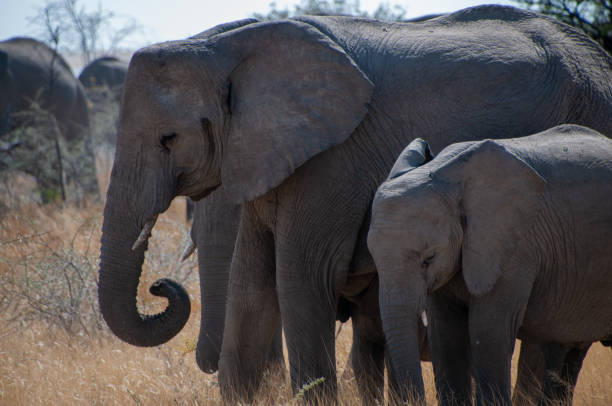 istock A herd of African Elephants 1465789017