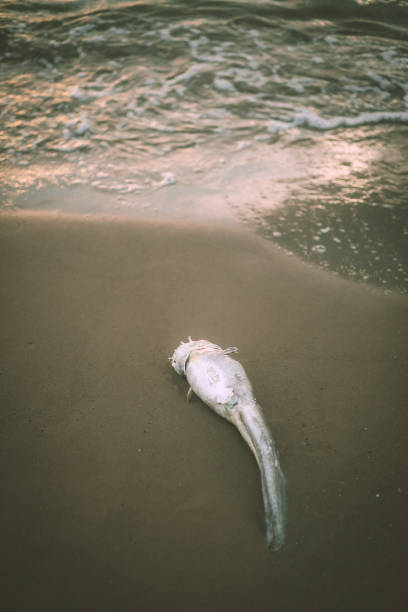 The dark side of Bali's beaches. Thousands tonnes of waste being washed ashore by the ocean.