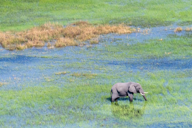 istock Aerial View of an African Elephant 1465789076