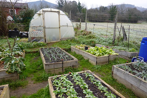Organic vegetable garden in winter time. Lettuce growing in a greenhouse.