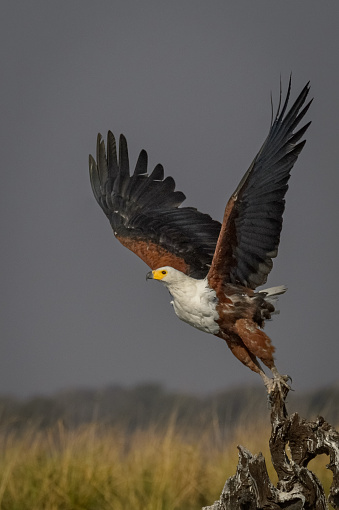 African Fish Eagle taking off from dead wood in Chobe River, Chobe national Park, Spread wings and extended tallons