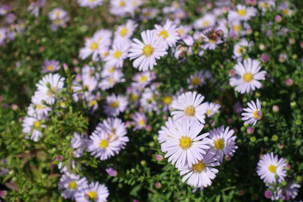 istock Autumns flowers - pink Michaelmas daisies in September 1465791226