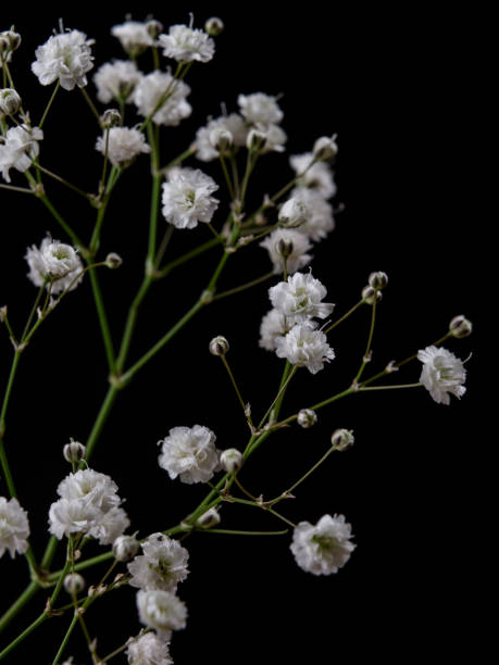 istock decorative plant with white flowers 1465791502