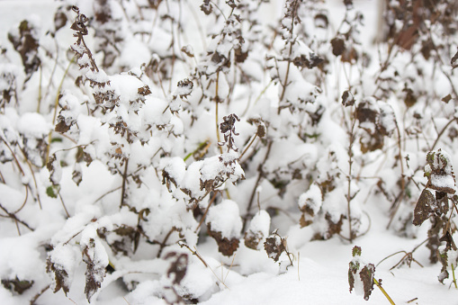 Snow covering grass. Field under snow. Winter nature. Fabruary landscape. Frost on grass. Snowy meadow. Frozen nature in details. Cold weather.