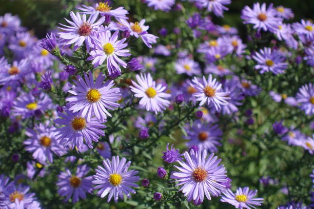 istock Shoots of blooming violet Michaelmas daisies in September 1465792196