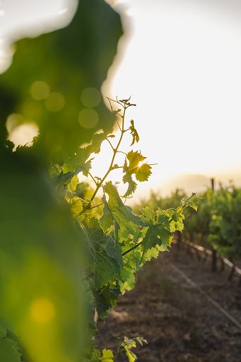 Selective focus vineyard vine leaves with the sun sun flare backlit on a wine estate farm with copy space.