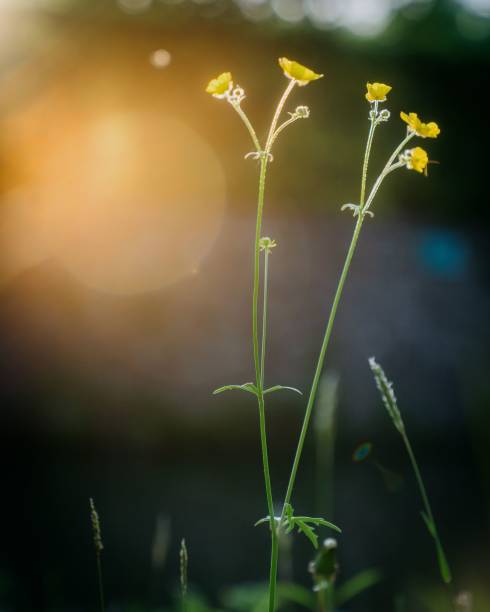 istock Closeup of blooming yellow flowers 1465797789