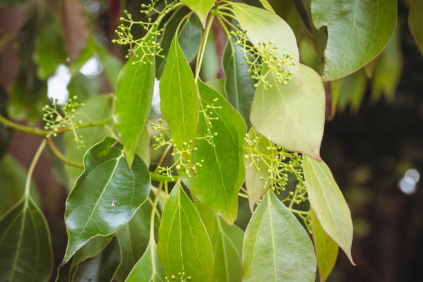 alcanfor laurel (cinnamomum camphora) en primavera - alcanforero fotografías e imágenes de stock
