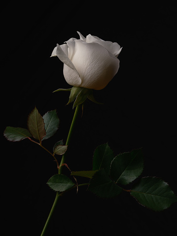 beautiful white rose isolated on black background