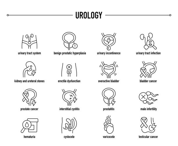 Common Urology  diseases vector icon set. Line editable medical icons. Common Urology  diseases vector icons urinary system stock illustrations