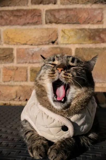 A vertical shot of a feline tabby cat wearing a gray jacket and yawning outdoors