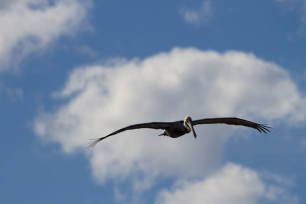 istock Pelican soaring in the sky with outstretched wings 1465798885