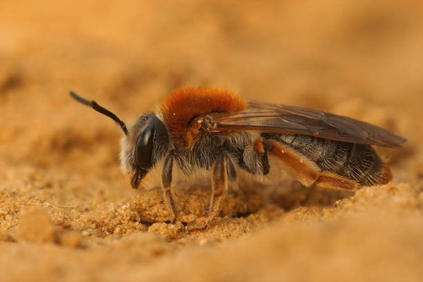 istock Closeup on a female orange tailed mining bee, Andrena haemorrhoa 1465801565
