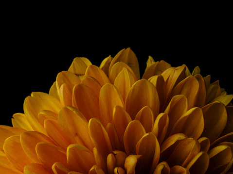 macro shot of a beautiful yellow flower