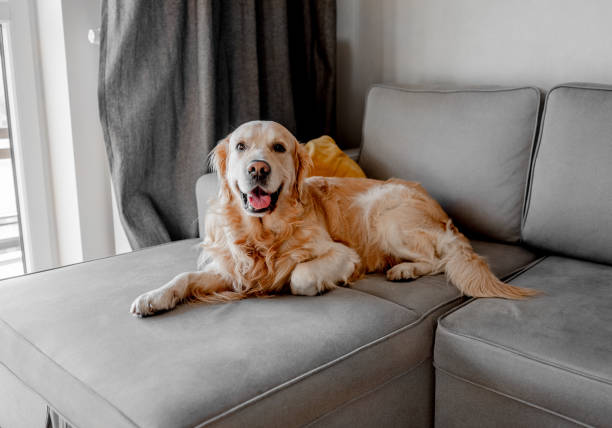 istock Golden retriever dog lying on sofa at home 1465802088