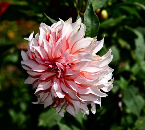 istock Closeup of a gorgeous dahlia 1465802208