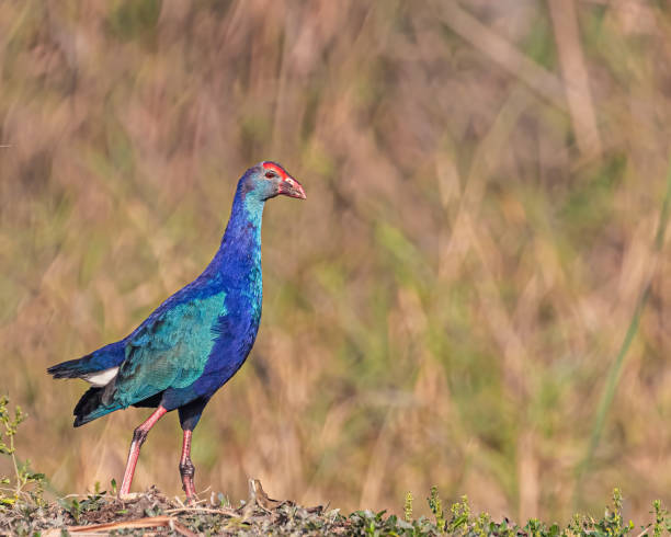 istock Purple Swamphen in a field 1465803517