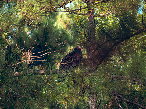 The turkey vulture and black vulture sitting on a pine  tree