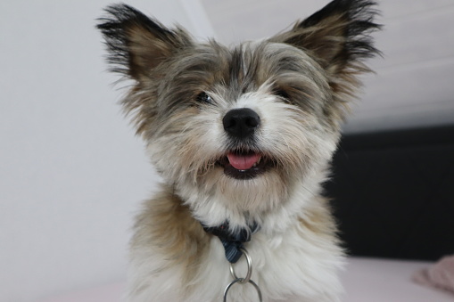 A cute Yorkshire terrier dog smiling at the viewer after the grooming session