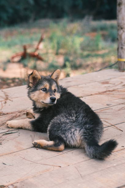 istock Cute dog lyiin a park 1465803806