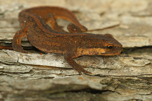 Closeup on a terrestrial subabult Common palmate newt, Lissotriton helveticus on a piece of wood