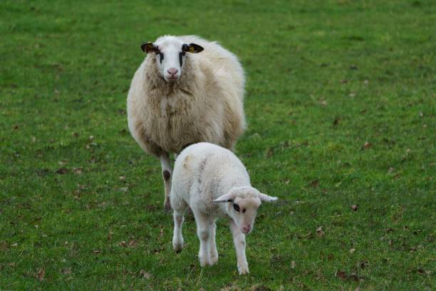 istock View of white sheeps in the green field. 1465805027