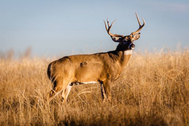 istock Beautiful deer in a field 1465805977