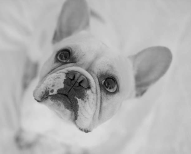 istock Grayscale of a cute white bulldog 1465806354