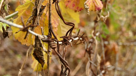 Overripe red wine grape in vineyard hanging on vine plant