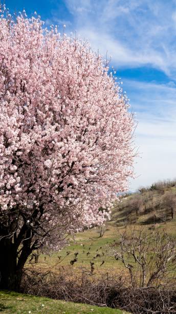 istock Vertical shot of a blooming tree in a park 1465806686