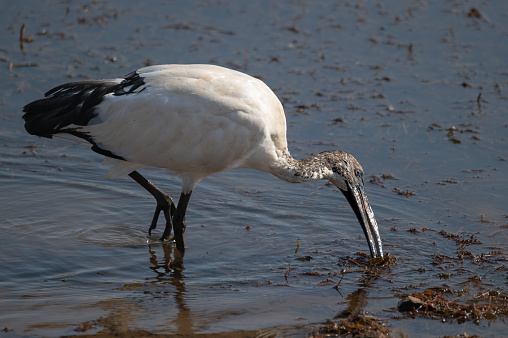 Sacred Ibis feeding in the shallow water