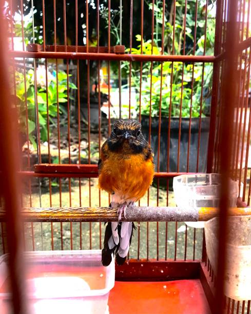 istock a bird that has a melodious and beautiful voice 1465807428