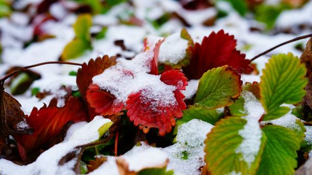 istock Colorful autumn leaves covered with snow 1465807500