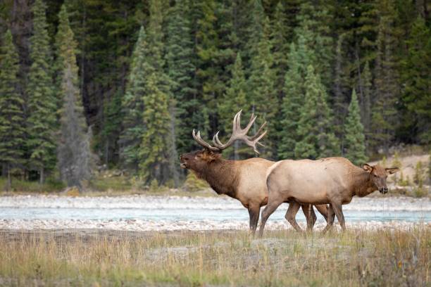 istock Rocky Mountain elk in a dry field 1465807522