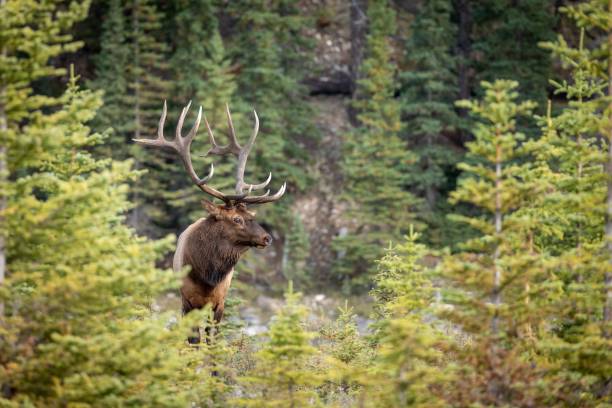 istock Rocky Mountain elk in a dry field 1465807523