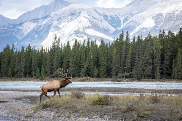 istock Rocky Mountain elk in a dry field 1465807533