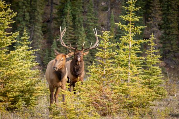 istock Rocky Mountain elk in a dry field 1465807537