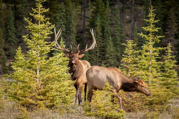 istock Rocky Mountain elk in a dry field 1465807545