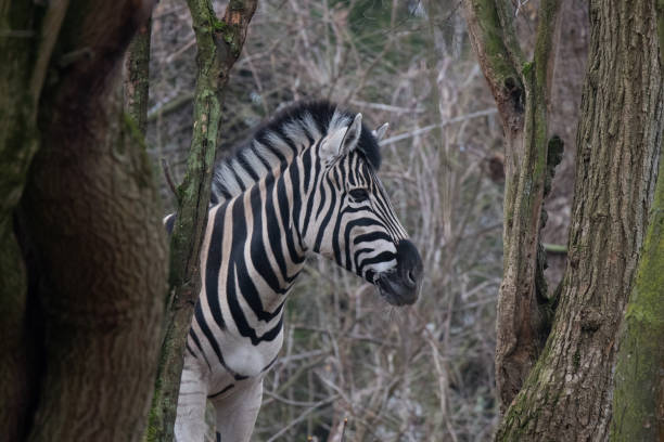 Selective of zebra in a fore A selective of zebra in a fores focus on fore pattern stock pictures, royalty-free photos & images