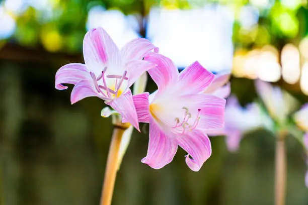 Delicate flowers of Jersey lily in the blurred background