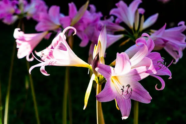 A bouquet of Belladonna-lily flowers blooming in the garden