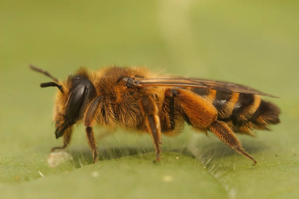 istock Closeup on a female Yellow legged mining bee, Andrena flavipes 1465809978
