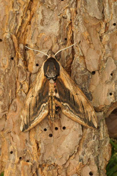 istock Vertical closeup on the  the privet hawk moth, Sphinx ligustri 1465810007