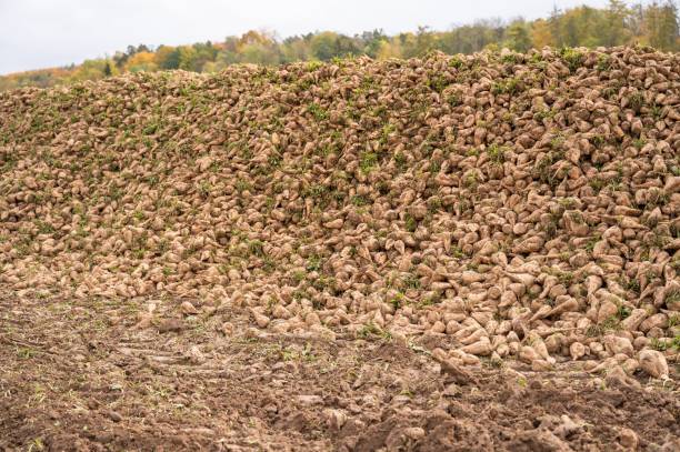 istock Sugar beets in a rural area in Germany 1465810026