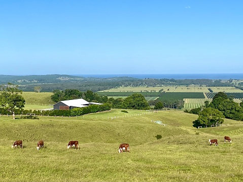 Horizontal landscape of valley side green grass pasture hills with cattle grazing and tree crops with distant blue ocean horizon in country Newrybar near Byron Bay NSW Australia