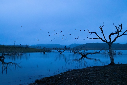 The dead trees in a reflective lake with a flock of birds flying above during gloomy weather in fall