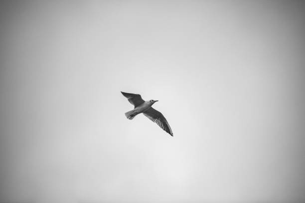 istock Seagull flying in sky in black and white 1465811205