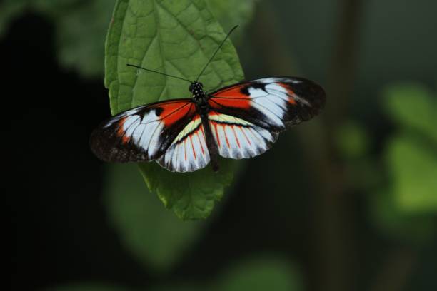 istock Selective focus shot of a butterfly perched on leaf 1465811244