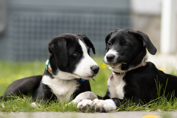istock White and black dogs playing in a garden 1465811469